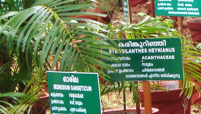 The-Uppod-Kannan-Herbal-park-established-by-Itoozhi-Ayurveda
