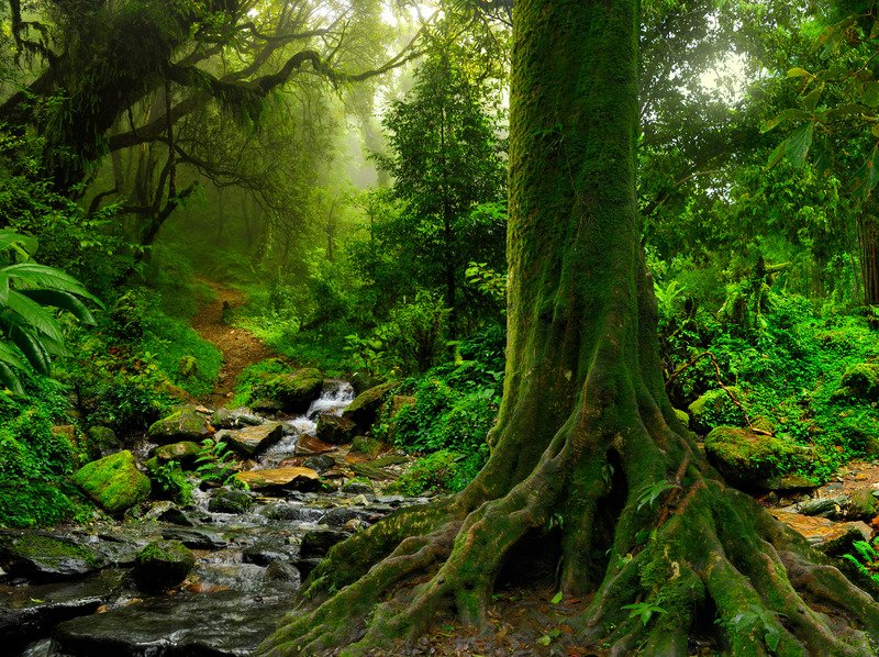 Vrikshayurveda project Itoozhi Illam Ayurveda Project
