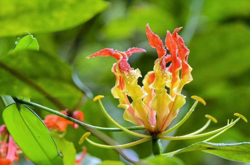 gloriosa-superba-climbing-lily-medicinal plant cultivation itoozhi illam ayurveda trust